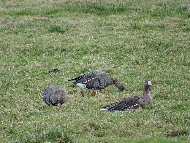 更成为弘扬 更成为弘扬